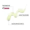 EUCERIN DermoPure trigubo poveikio serumas, 40 ml